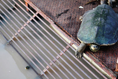 High angle view of shell on metal