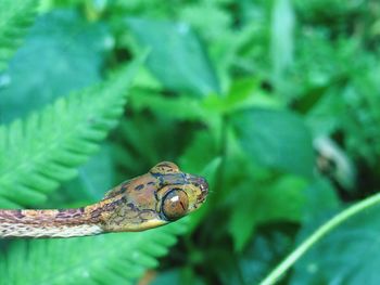 Close-up of snake on plants