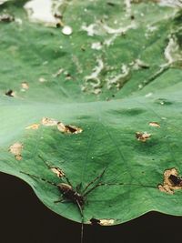 Close-up of insect on leaf