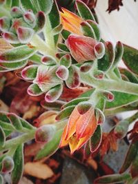 Close-up of leaves