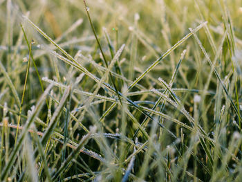 Close-up of fresh plants on field