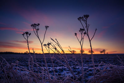 Brightly lit frozen, snow covered plants during the sunrise hour. 