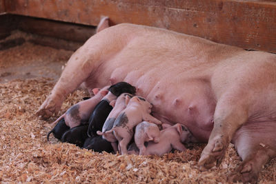 Pig feeding piglets in pen