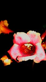 Close-up of pink rose flower against black background