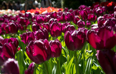 Close-up of red tulip flowers