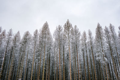 Low angle view of snow covered trees in forest against sky