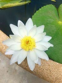 Close-up high angle view of white flower blooming outdoors