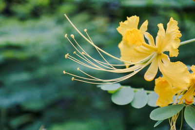 Close-up of yellow flowering plant