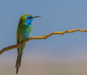 Low angle view of bird perching on branch against sky