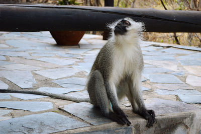 Monkeys sitting on retaining wall
