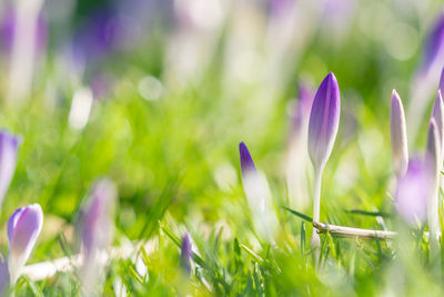 Close-up of purple crocus flowers on field