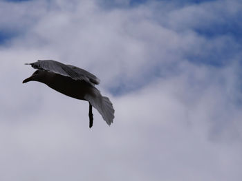 Low angle view of seagull flying against sky