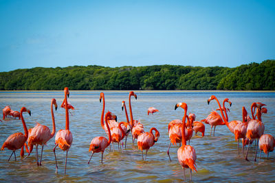 Birds in lake