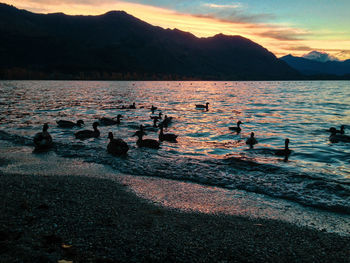 View of birds in lake at sunset