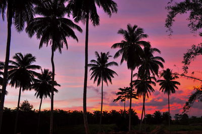 Silhouette palm trees at sunset