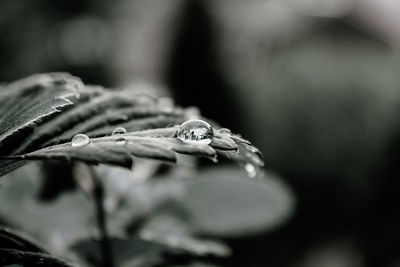 Close-up of raindrops on leaf