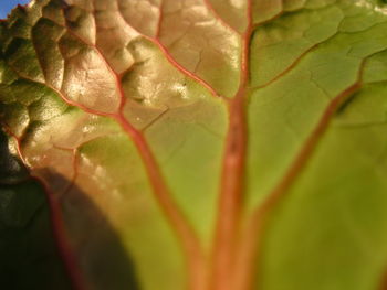 Close-up of water drops on leaf