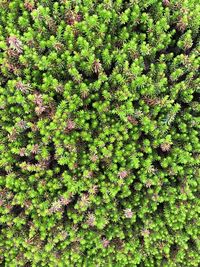 Green leaves on grass