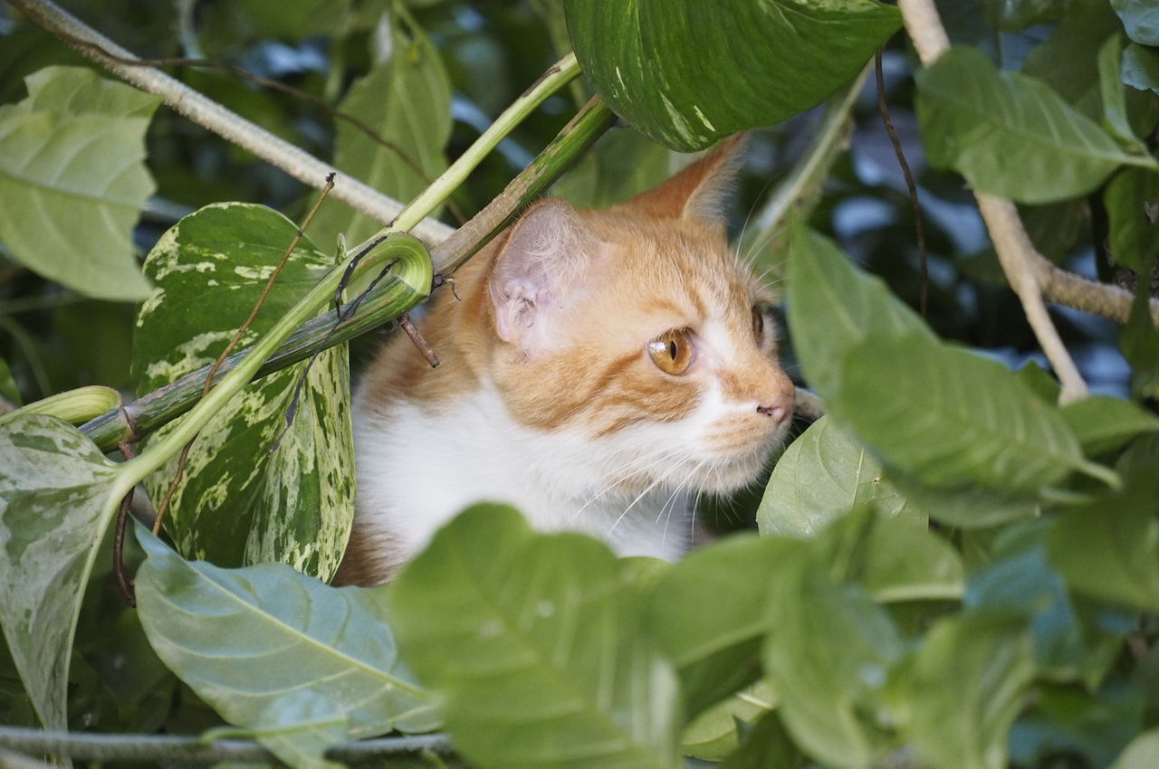 CLOSE-UP OF CAT ON GREEN LEAVES