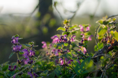 Close-up of purple flowering plants