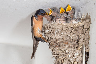 Close-up of bird in nest