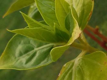 Close-up of green plant