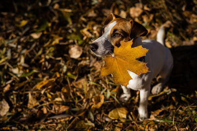 Close-up of a dog on field