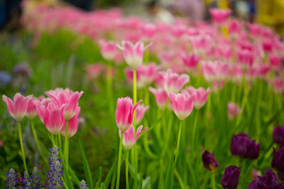 Close-up of pink flowering plants on field