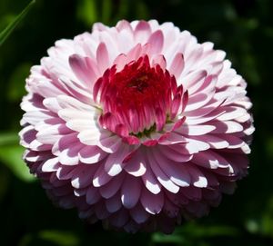 Close-up of pink flower