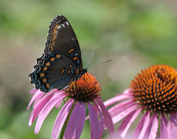 Close-up of butterfly pollinating on purple flower