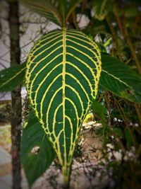 Close-up of fresh green plant