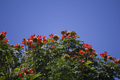 Low angle view of tree against blue sky