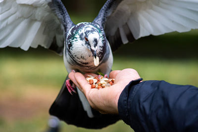 Pigeon eating nuts from hand