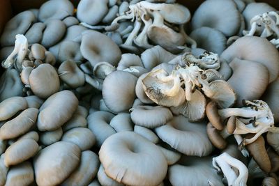 Full frame shot of white mushrooms