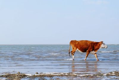 Side view of cow walking on shore at beach against clear sky