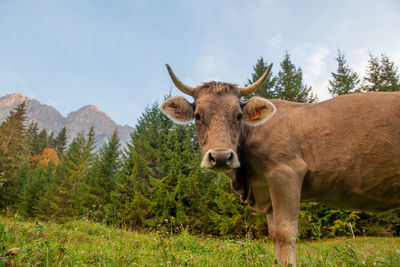 Sheep grazing on field