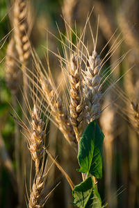 Close-up of crops against blurred background