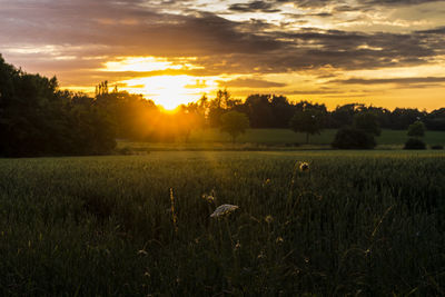 Scenic view of field against sky at sunset