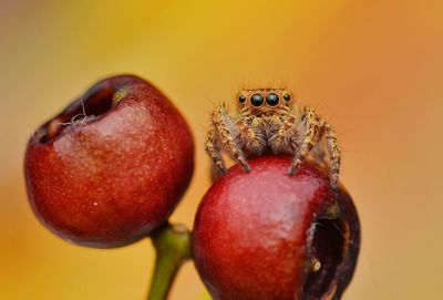 Close-up of spider on rotten apples
