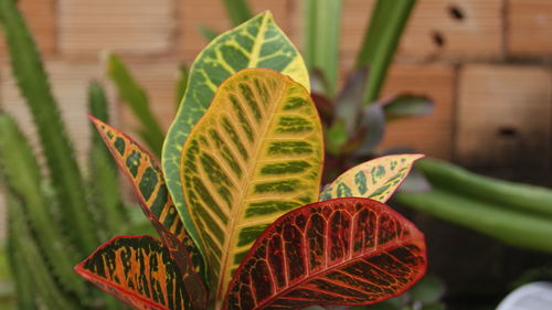 Close-up of leaves