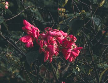 Close-up of pink flowering plants