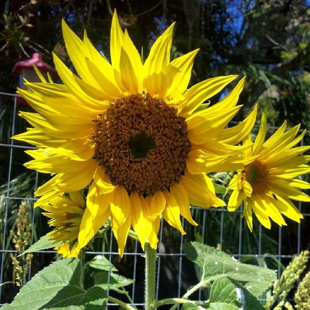 flower, yellow, petal, freshness, flower head, fragility, growth, sunflower, blooming, beauty in nature, pollen, plant, close-up, nature, focus on foreground, in bloom, single flower, leaf, park - man made space, field