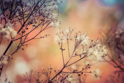 Close-up of cherry blossom against sunset sky