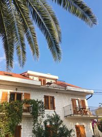 Low angle view of palm tree against building