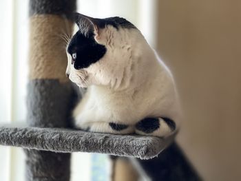 Close-up of cat looking away at home