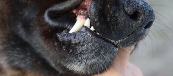 Dog teeth wild