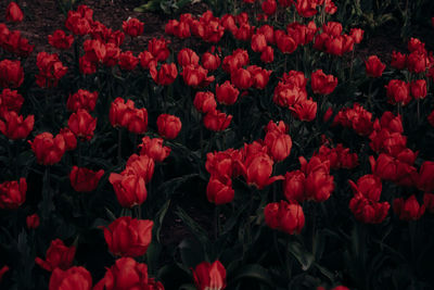 Full frame shot of red flowering plants