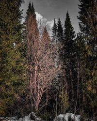 View of trees in forest during winter