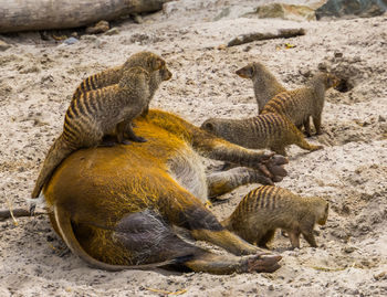 High angle view of crocodile on sand