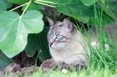 Portrait of a cat